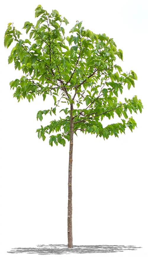baum_freigestellt Ein junger Baum als Sinnbild für Demokratie und Gemeinschaft